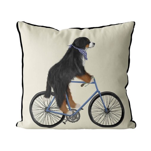 Bernese Dog on bicycle with cream background