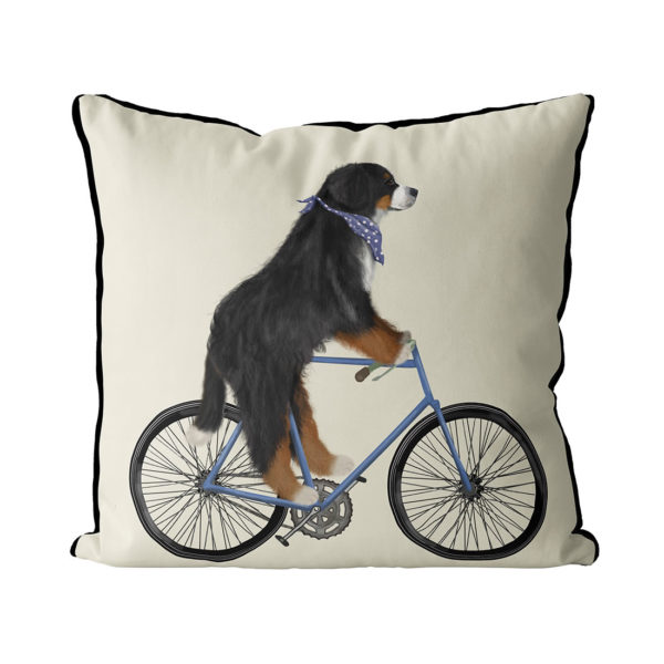 Bernese Dog on bicycle with cream background
