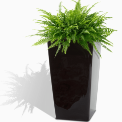 22 Modena Square Planter Black w fern