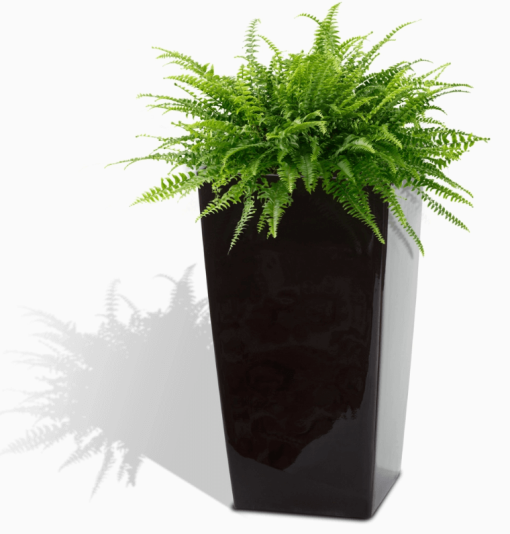 22 Modena Square Planter Black w fern